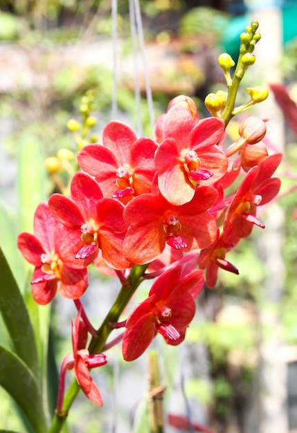 Linda orquídea no jardim