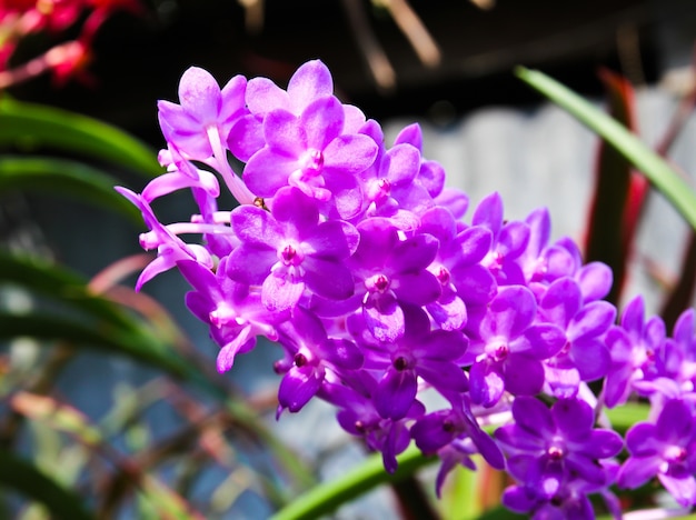 Linda orquídea no jardim