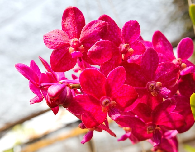 Linda orquídea no jardim