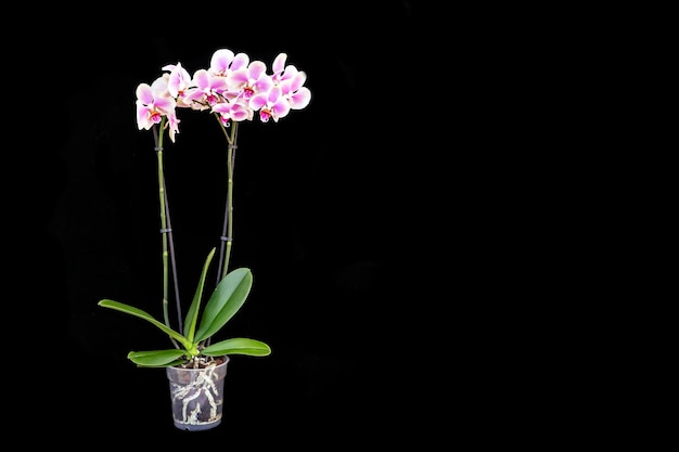 Linda orquídea rosa em um vaso em um fundo preto. Flores caseiras, floricultura, hobbies.