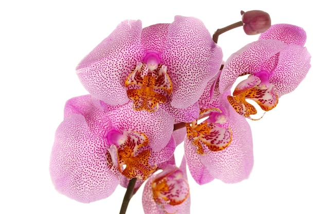 Linda orquídea rosa isolada em branco