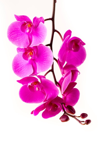 Linda orquídea rosa na superfície branca.