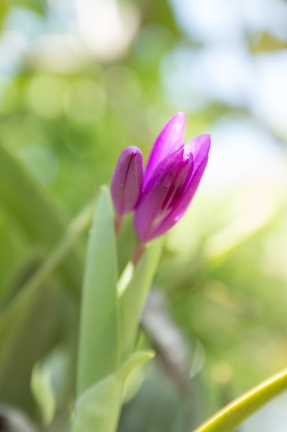 Linda orquídea roxa na luz da manhã e no bokeh