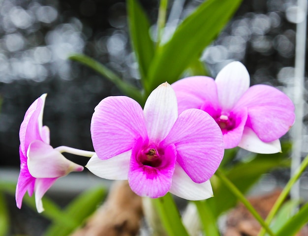 Linda orquídea