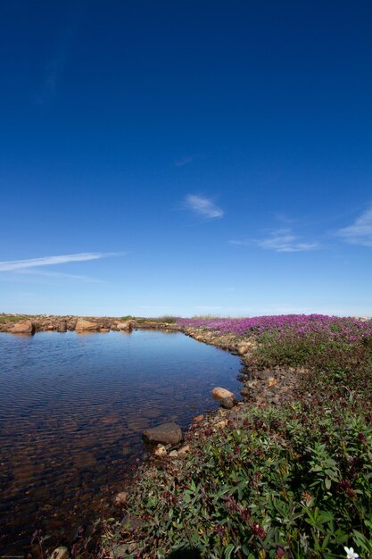 Linda paisagem ártica em cores de verão com flores rosa céu azul e nuvens suaves Arviat