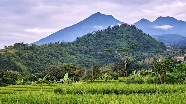 Linda paisagem de campo de arroz com fundo de montanha