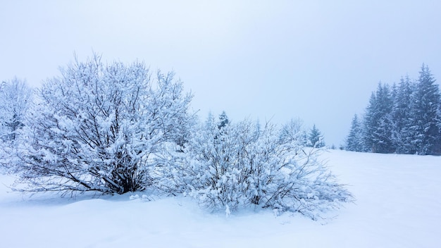 Linda paisagem de inverno com árvores cobertas de neve Montanhas de inverno
