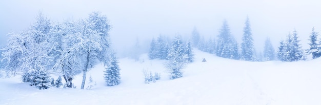 Linda paisagem de inverno com árvores cobertas de neve Montanhas de inverno