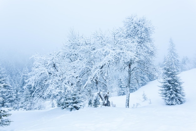 Linda paisagem de inverno com árvores cobertas de neve Montanhas de inverno