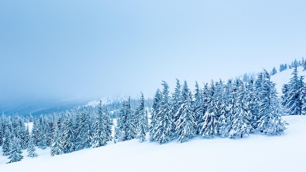 Linda paisagem de inverno com árvores cobertas de neve Montanhas de inverno