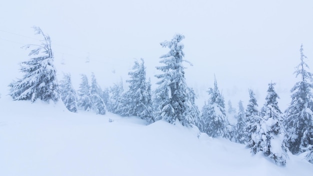 Linda paisagem de inverno com árvores cobertas de neve Montanhas de inverno