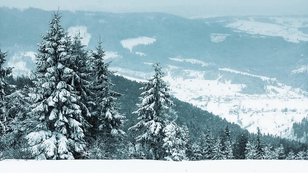 Linda paisagem de inverno com árvores cobertas de neve Montanhas de inverno