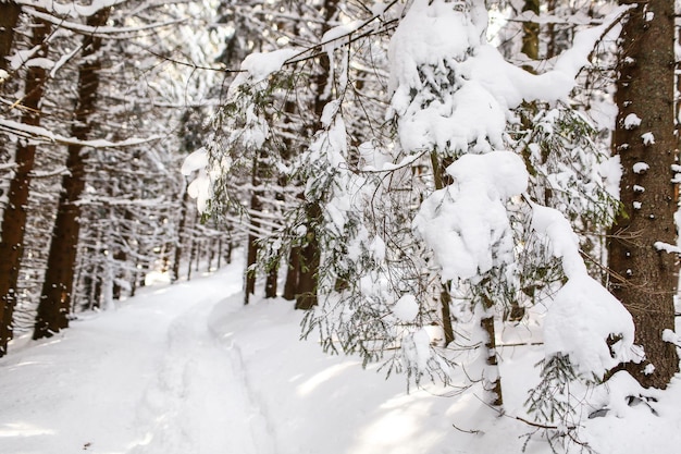 Linda paisagem de inverno spruce tempo ensolarado coberto de neve