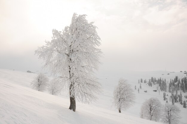 Linda paisagem de inverno