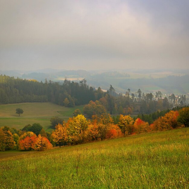 Linda paisagem de outono com árvores coloridas Fundo natural com neblina e paisagem rural