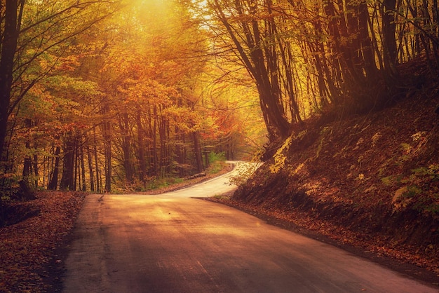 Linda paisagem de outono ensolarada com estrada de folhas vermelhas secas caídas através da floresta e árvores amarelas