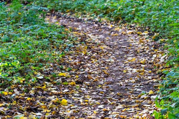 Linda paisagem de outono Folhas caídas em um caminho na floresta Uma caminhada pela floresta no outono Folhas caídas multicoloridas no fundo do chão