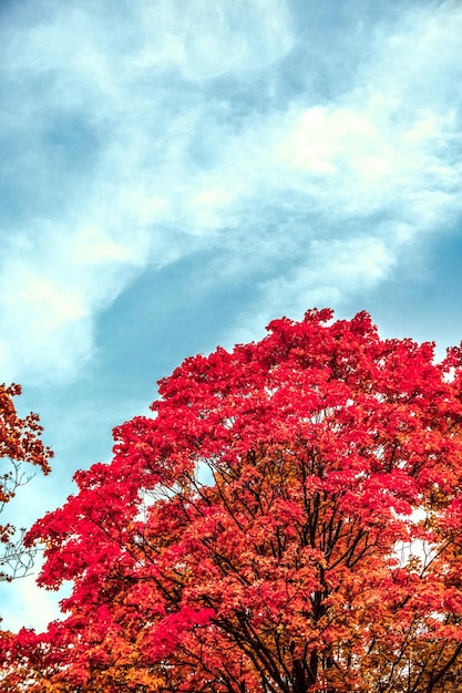 Linda paisagem de outono fundo cena de natureza vintage na temporada de outono