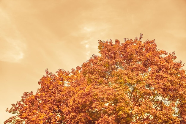 Linda paisagem de outono fundo cena de natureza vintage na temporada de outono