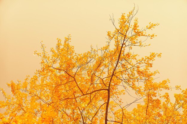 Linda paisagem de outono fundo cena de natureza vintage na temporada de outono