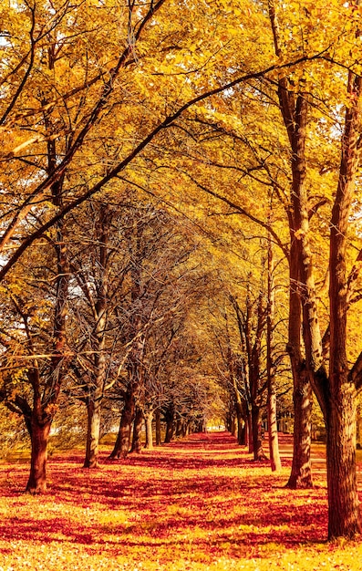 Linda paisagem de outono fundo cena de natureza vintage na temporada de outono