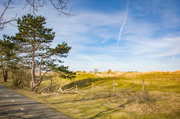 Linda paisagem de primavera da Holanda Pinheiro solitário ao lado da estrada
