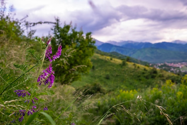 Linda paisagem de verão flores silvestres roxas nas montanhas