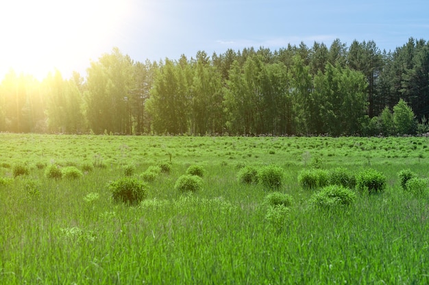 Linda paisagem de verão Grama fresca de primavera verde com vazamentos de sol espaço de cópia de efeito Fundo abstrato da natureza