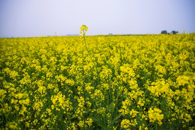 Linda paisagem floral com flores de colza em um campo na zona rural de Bangladesh