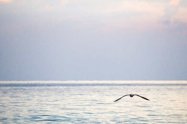 Linda paisagem marinha. Gaivotas no mar. Gaivotas na costa