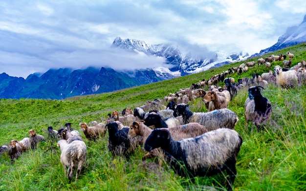 Linda paisagem matinal de ovelhas pastando no Prado em Katmandu.