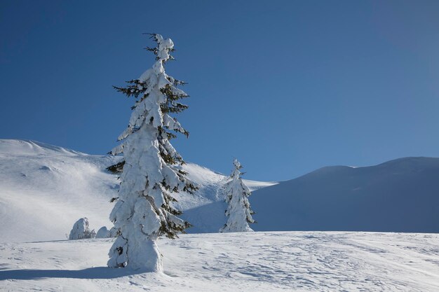 Linda paisagem montanhosa de inverno na Noruega Atraentes abetos vermelhos cobertos de neve em um dia gelado