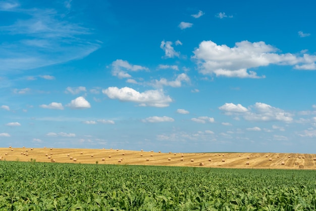 Foto linda paisagem rural de verão céu azul e nuvens fofas sobre um campo rural com trigo e outros cereais fardos de feno ou palha no campo para secar e alimentar o gado