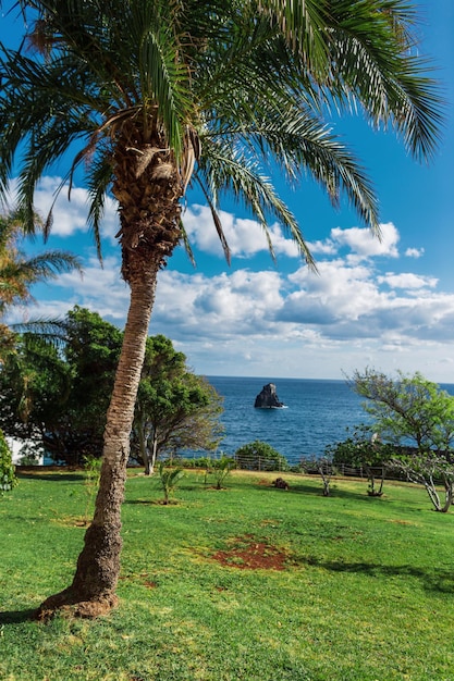 Linda palmeira com campo verde e oceano na ilha da Madeira Vista exótica com palmeiras Férias quentes de verão