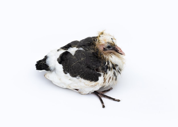 Una linda paloma bebé de dos colores sentado sobre un fondo blanco aislado