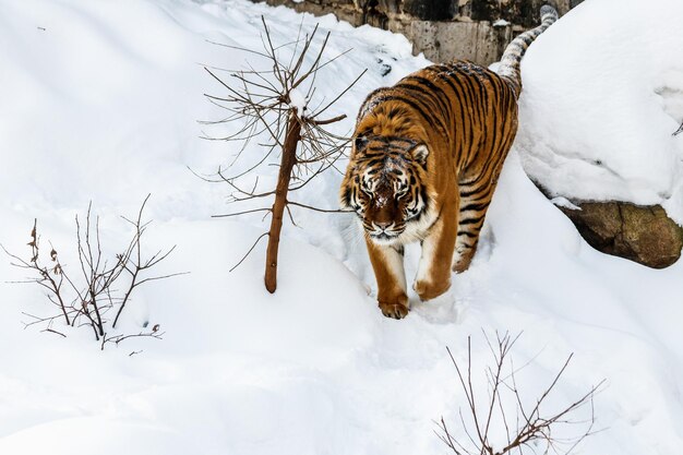 Linda panthera tigris em uma estrada de neve