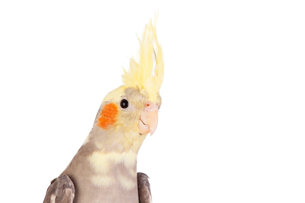 Linda papagaio ninfa cinza com crista amarela
