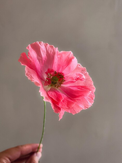 Foto linda papoula na mão em fundo cinza mal-humorado composição artística de natureza morta flor elegante papel de parede vertical floral