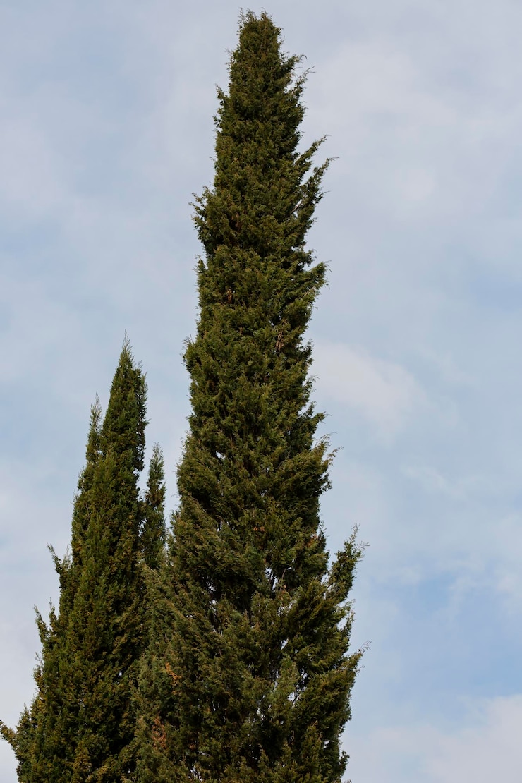 Foto linda parede alta de ciprestes com céu azul nublado acima