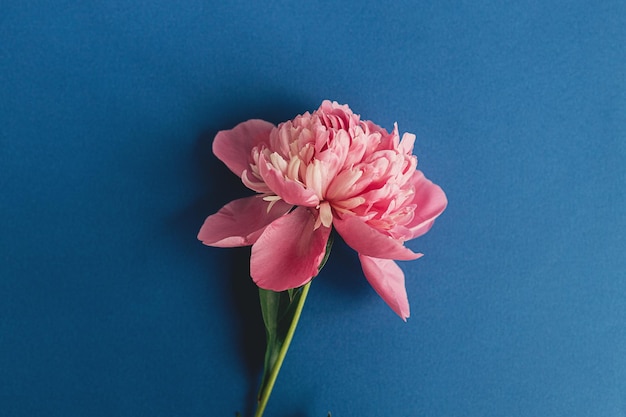 Linda peônia plana em papel azul Imagem floral criativa elegante cartão de felicitações Composição de flores frescas de peônia rosa em papel de parede temperamental de fundo azul