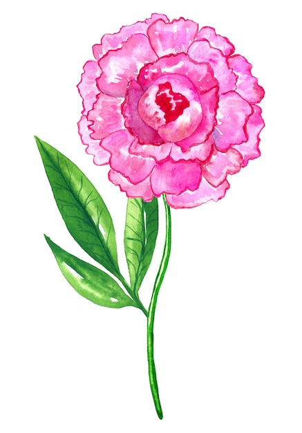 Linda peônia rosa brilhante. Mão-extraídas ilustração em aquarela. Isolado.