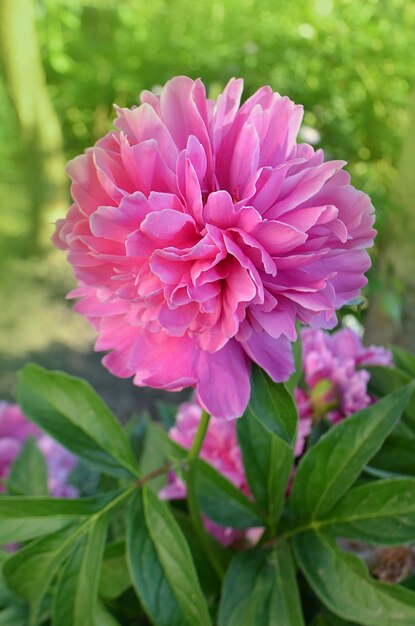 Linda peônia rosa close-up Flor de peônia rosa florescendo Flores rosa peônias florescendo Peônias flor de verão