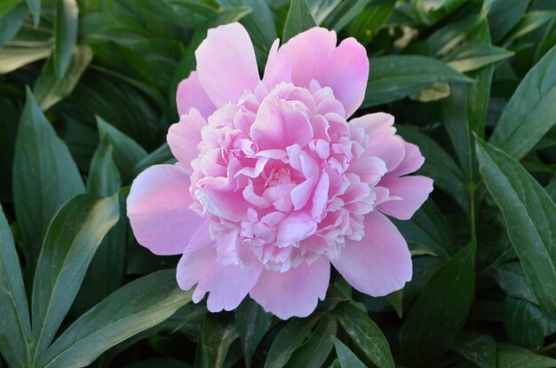 Linda peônia rosa close-up flor de peônia rosa florescendo flores rosa peônias florescendo peônias flor de verão