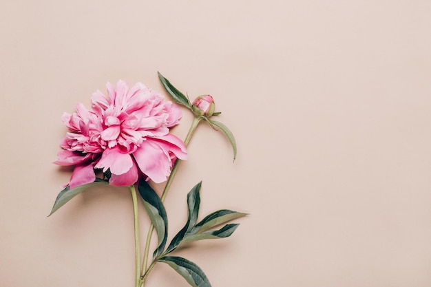 Linda peônia rosa em fundo de papel Fundo floral de férias Postura plana mínima