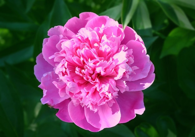 A flor do peão que cresce em um jardim do verão.