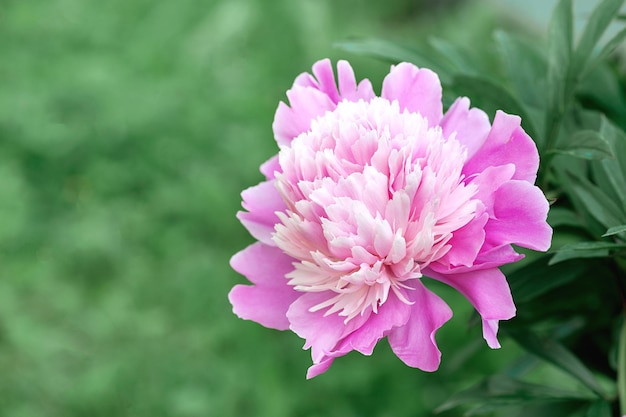 Linda peônia rosa floral fecha o espaço da cópia