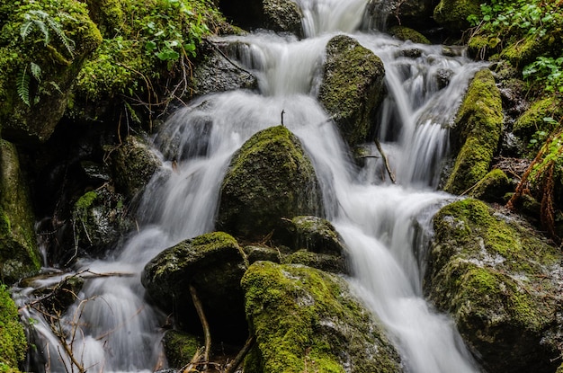 Linda pequena cachoeira com musgo