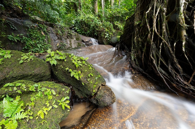 Linda pequena cachoeira na floresta tropical árvores abundantes velocidade de longa exposição borrão de água