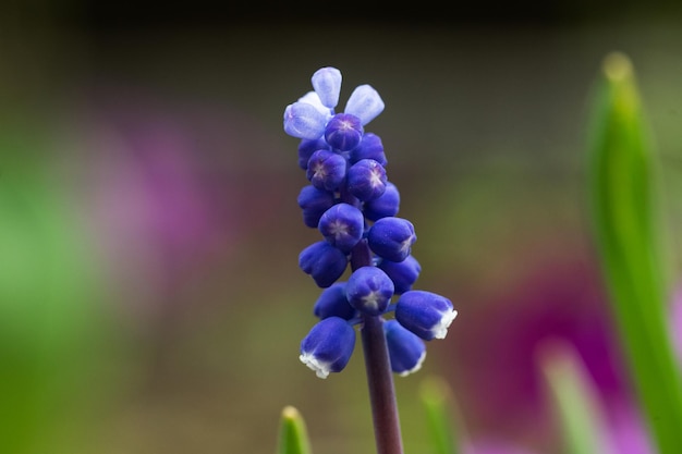 Foto linda pequena flor violeta azul de perto