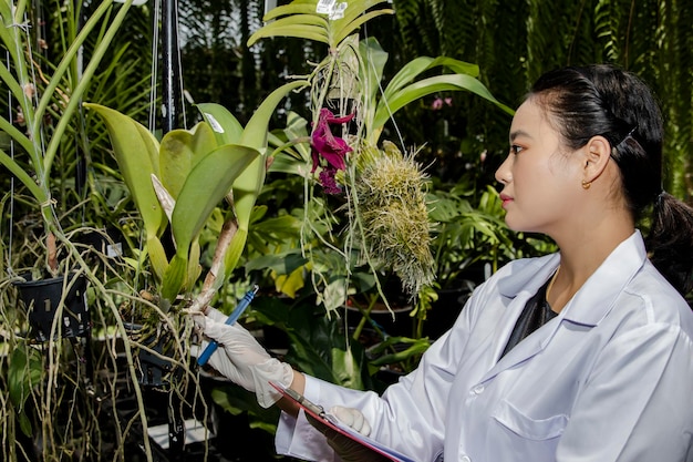 Linda pesquisadora de plantas no jardim de orquídeas tailandês examina a saúde das orquídeas para pesquisas úteis